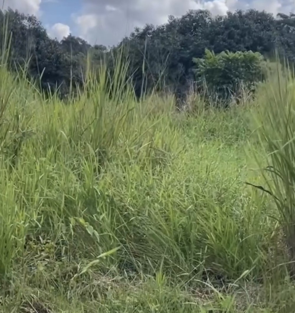 Vídeo de motoboy que parou corrida para passageira dar barrigada viraliza