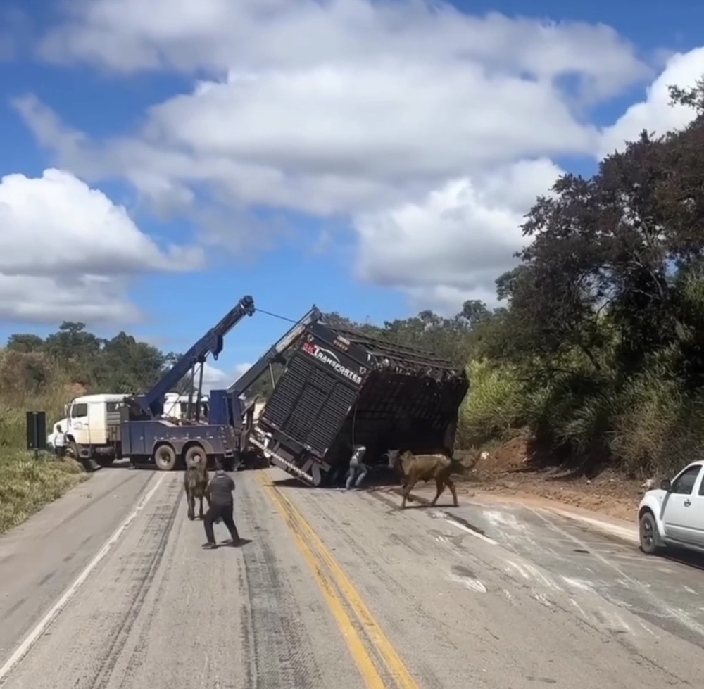 Resgate de caminhão tombado vira correria após ataque de bois em rodovia