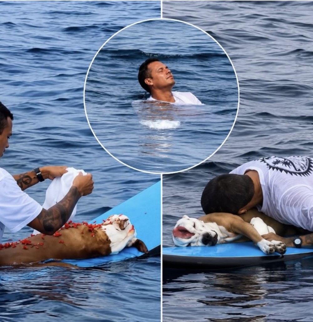 surfista faz despedida emocionante para seu cãozinho no mar