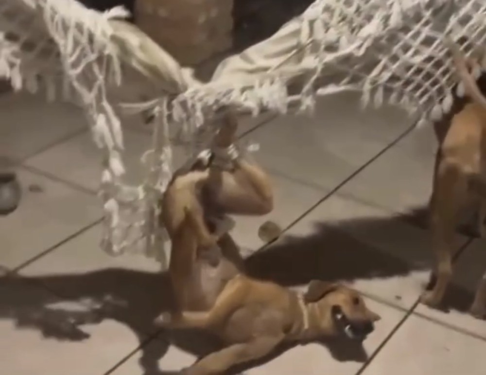 Cachorrinha “Cajuína” viraliza ao ser flagrada presa em rede no Piauí