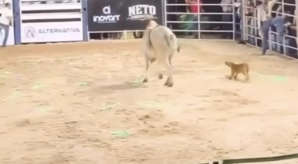 Cachorro caramelo rouba a cena e diverte público em arena de rodeio